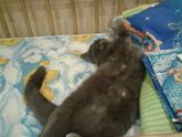 Про кота