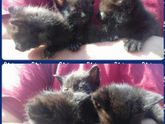 Отдам котят.