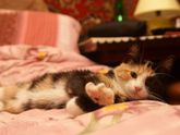 Моя маленькая Ромашка:)