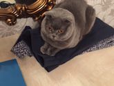 Зверята и малышата))