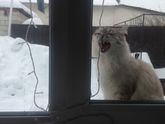 Заморозила,коза?
