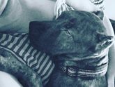 Двухразовое питание собаки🐶