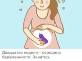 20 недель ровно или