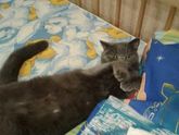 Про кота