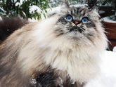 Чувствую себя предателем...