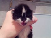 Sos!!!!СТАВРОПОЛЬ !!!!Срочно нужна кормящая кошка!!!!Нашла 2 котят им неделя максимум,отказываются есть!!!!Помогите пожалуйста …