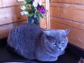 Мой котейко