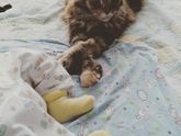 Наш КотоНянь