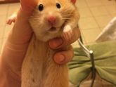 Знакомьтесь,слива Вячеславовна 🐹😂