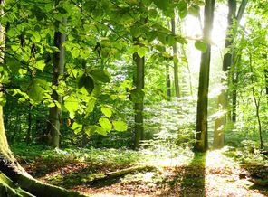 3_Forest