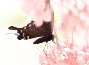 Topic Images_Butterfly collecting honey_YkJlRWFe