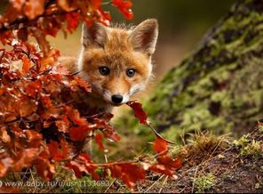 autumnmagic-3