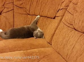 кот Васька