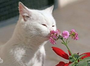 Котейка