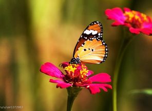 Animals_Insects_Beautiful_butterfly_016023_
