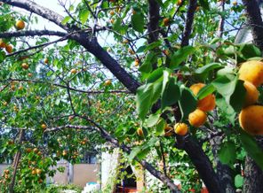 IMG_20160722_084147