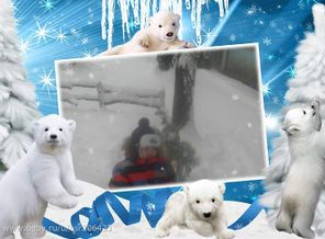 2185639_webka