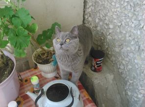 аааа.... птичка