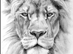 lion-face-sketch-ivan-patino