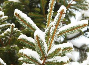 IMG_20151223_004132