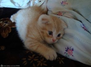 Котя