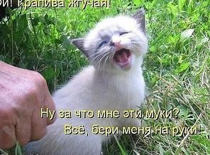 лапочка....