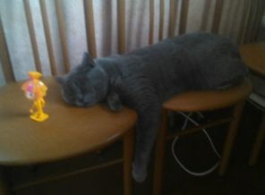 Мой котэ 😻 Бакс.