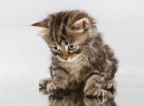 CATPLE_WALLPAPERS_1077