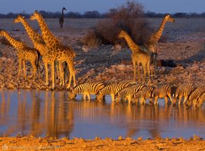 etosha-national-park-namibiya