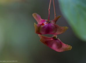 DSC_4938