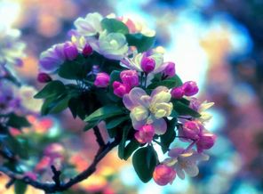 Hd_Background-wallpaper-10793644
