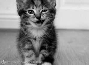 funny-kitten-wallpaper