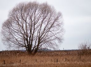 DSC_1709