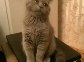 хакер