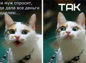 IMG-1443892404481-V