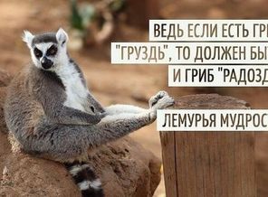 IMG_20151201_125118_33