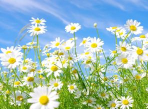 Daisies-wallpaper-10169840