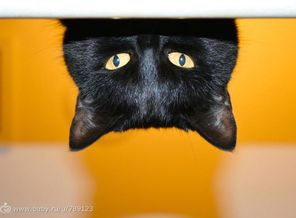 КОТ