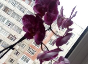 IMG-20160803-WA0017