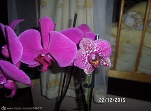 SAM_4220