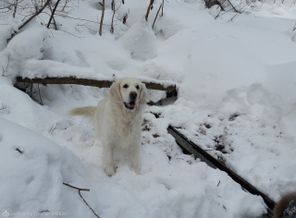 Галюша