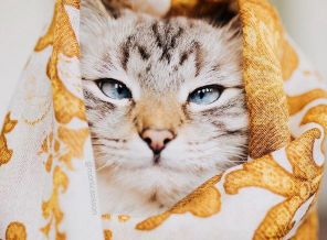 котейка