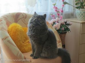 котик Мася