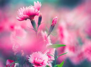 Pink_Flower-wallpaper-10525254