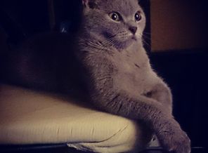 кошка с мужем так смотрит сериалы