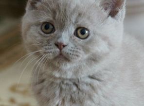 Мои котейки)))