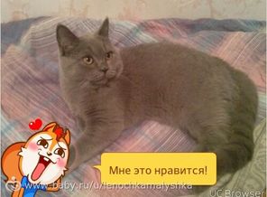 TMPDOODLE1439555030440