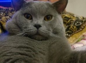мой котик)