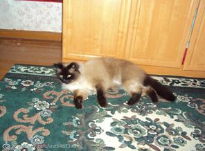 кот Маркиз