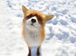 Animals___Wolves_and_Foxes__039326_